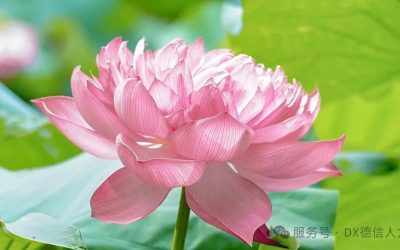 立夏 | 不负夏日,不负韶华